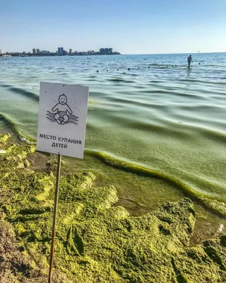 Ученый: Море в Анапе позеленело из-за наплыва туристов
