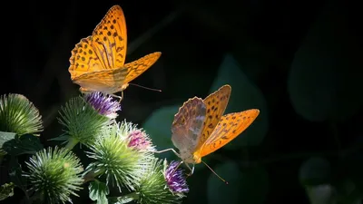 Известные виды бабочек: фото с названиями | Пикабу