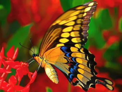 В Европе на 36% сократилась популяция 17 видов бабочек ⋆ НИА \"Экология\" ⋆