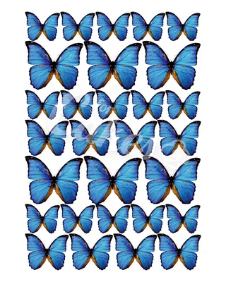 Бабочки картинки нарисованные - 83 фото