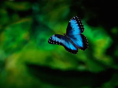 Картинки бабочек на аву (59 фото)