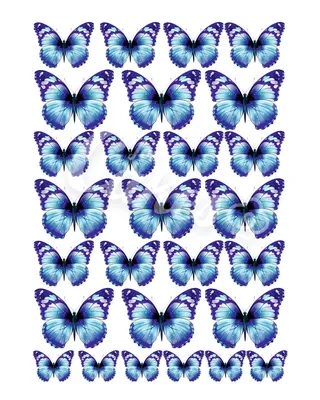 Раскраска Бабочка с волнистой раскраской распечатать или скачать
