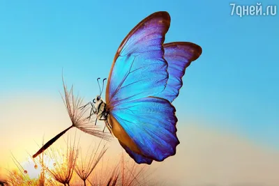 Красивые бабочки в интернете» — создано в Шедевруме