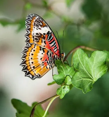 Уникальные фото цветов и бабочек в оригинальных форматах | Цветы и бабочки  Фото №1001362 скачать