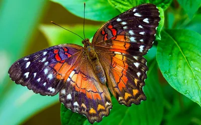 Красивые фото и картинки бабочки - origins.org.ua