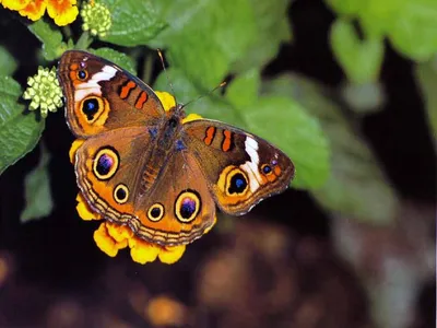 Рисунки бабочек цветные - 77 фото