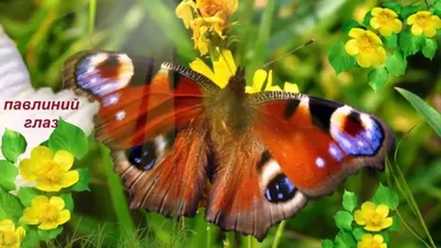Картинки бабочка зорька окружающий мир (69 фото) » Картинки и статусы про  окружающий мир вокруг