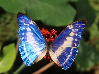 Яркие разноцветные бабочки в голубом…» — создано в Шедевруме