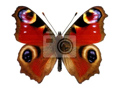 Картина \"Бабочка Павлиний глаз\" | Картины, Бабочки, Холст