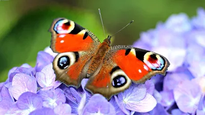 Бабочка павлиний глаз осенью - 61 фото
