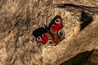 Раскраска Бабочка Павлиний глаз | Раскраски бабочек. Рисунки бабочек,  картинки бабочек