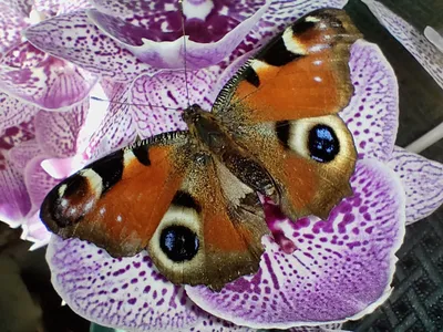 Глаз павлина бабочки стоковое фото. изображение насчитывающей горизонтально  - 96375202