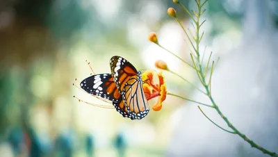 Бабочки В Животе — стоковые фотографии и другие картинки True Love -  английское словосочетание - True Love - английское словосочетание, Бабочка,  Бабочки в животе - iStock