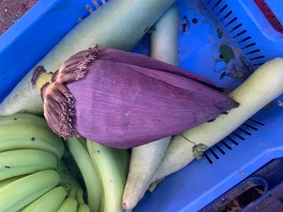 Цветок банана 3шт (Musa) купить с доставкой в СПб
