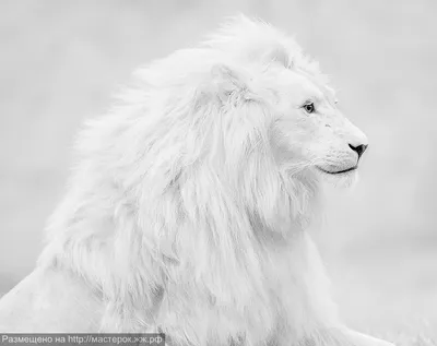 Картинки белого льва фотографии