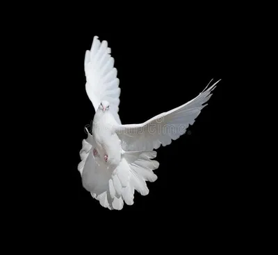2 Белых голубей изолированного на белом Стоковое Фото - изображение  насчитывающей муха, вера: 204799122