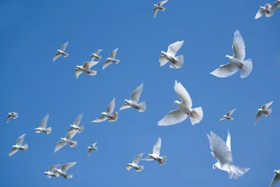 Бесплатное изображение: Величественные белые птицы-голуби на бежевом фоне