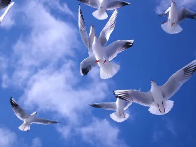 Фоторепортаж: В Пскове в праздник Благовещения выпустили в небо белых  голубей