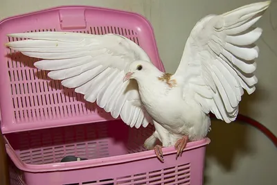 75 белых голубей в честь Победы | Виртуальный музей Великой Отечественной  войны Республики Татарстан