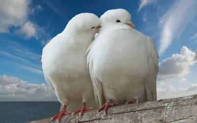 Голуби свадебные птички белые , 10 см, набор 1 пара. – купить в Казани | «С  Нежностью»
