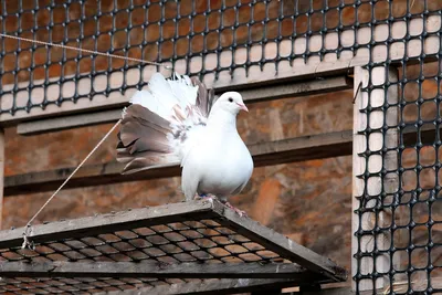 Массовый запуск белых голубей. Афиша Смоленск - VisitSmolensk.ru