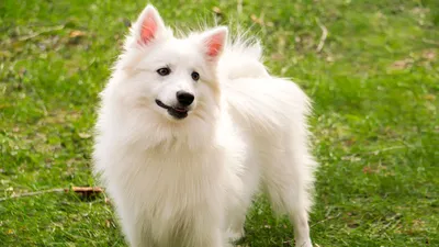 Картинки Щенок Самоедская собака Собаки две белых Животные