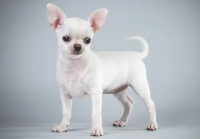 ТОП 15 белых пород собак - названия, фото и характеристика