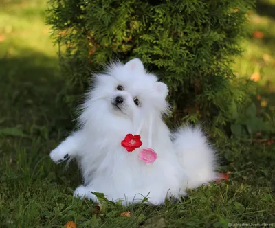 Покраснение шерсти у белых собак: причины, лечение, профилактика - Блог  Зоомапы