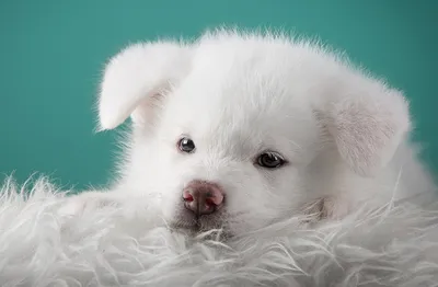 большая белая собака сидит на вершине горы, картинки пиренейских собак,  собака, белый фон картинки и Фото для бесплатной загрузки