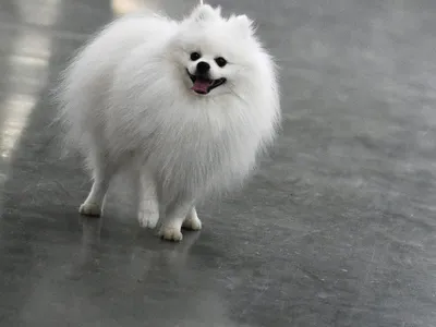 Маленькие белые собаки: характер и особенности ухода