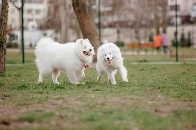 Картинки щенки Акита-ину Собаки белые животное