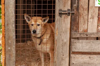 В Ухте происходят массовые убийства бездомных собак | Комиинформ