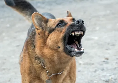 Зоозащитница из Югры рассказала, почему \"дворцы\" не решат проблему бездомных  собак - Агентство социальной информации