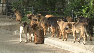 В Волгограде и области посчитали всех бездомных собак - 17 февраля 2023 -  v1.ru