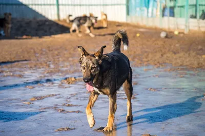 Кусачие псы, зоозащитники и догхантеры: к проблеме бездомных собак в  Волгодонске не равнодушен никто