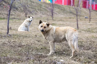 На Кубани запретили строить будки и прикармливать бездомных собак |  Ветеринария и жизнь
