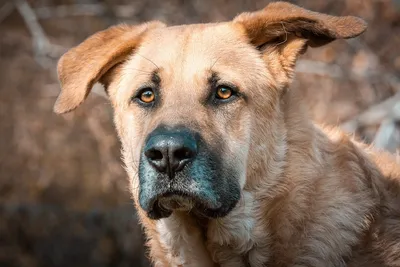 Бездомных собак в России предложили не выпускать из приютов | Общество |  Омск-информ