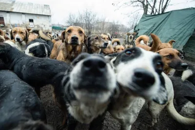 Отлов бездомных собак без применения насилия продолжится в Черкесске »  Официальный портал мэрии города Черкесска