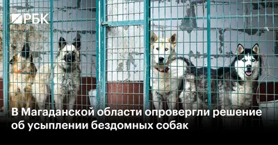 Неизвестный начал отстреливать бродячих собак в Барнауле на фоне дискуссии  о судьбе бездомных животных (18+)