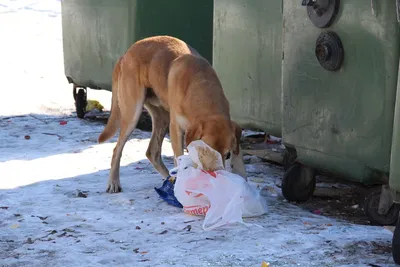 Что делать с бездомными собаками в России? | Ветеринария и жизнь