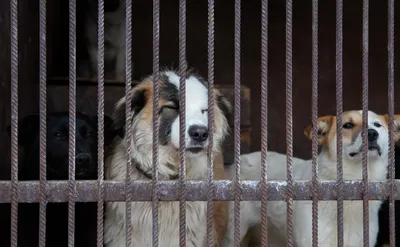 Стая бездомных собак держит в страхе городские округа Подмосковья