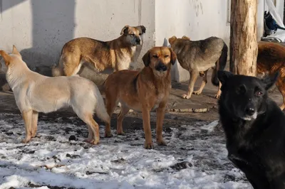 Жителям Подольска рассказали, куда звонить по поводу бездомных собак -  Общество - РИАМО в Подольске
