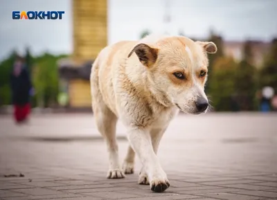 В Госдуму внесут проект об уголовном наказании за нападение бездомных собак  - РИА Новости, 14.02.2022