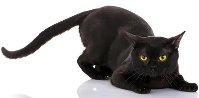 Бомбейская кошка - фото и описание (характер, уход и кормление)