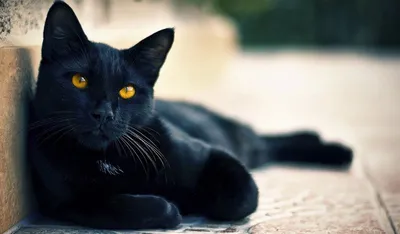 Бомбейская кошка: все о кошке, фото, описание породы, характер, цена