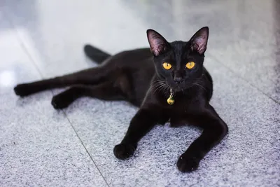 Бомбейская - Порода кошек - Информация и особенностях | Хиллс