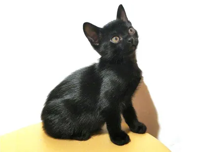 Бомбейская кошка - 75 фото почти настоящей черной кошки | Бомбейская кошка,  Милые котики, Котопес
