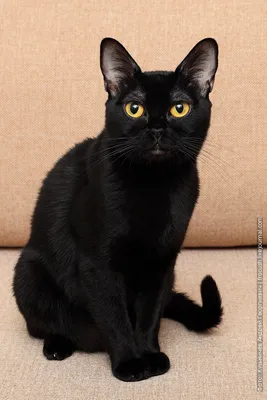 Котята Бомбейской кошки Мартиши.