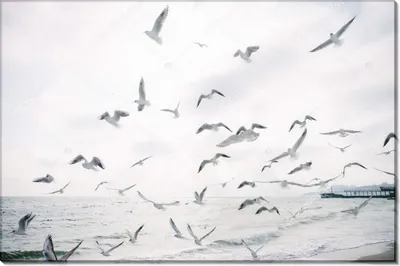 Фотообои \"Чайки над морем\" - Арт. 140061 | Купить в интернет-магазине  Уютная стена