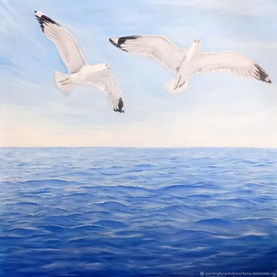Парящая чайка над морем стоковое фото. изображение насчитывающей горизонт -  98290568